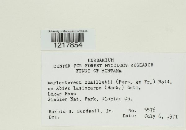 Amylostereum chailletii image