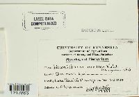 Armillaria mellea image