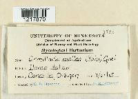 Armillaria mellea image