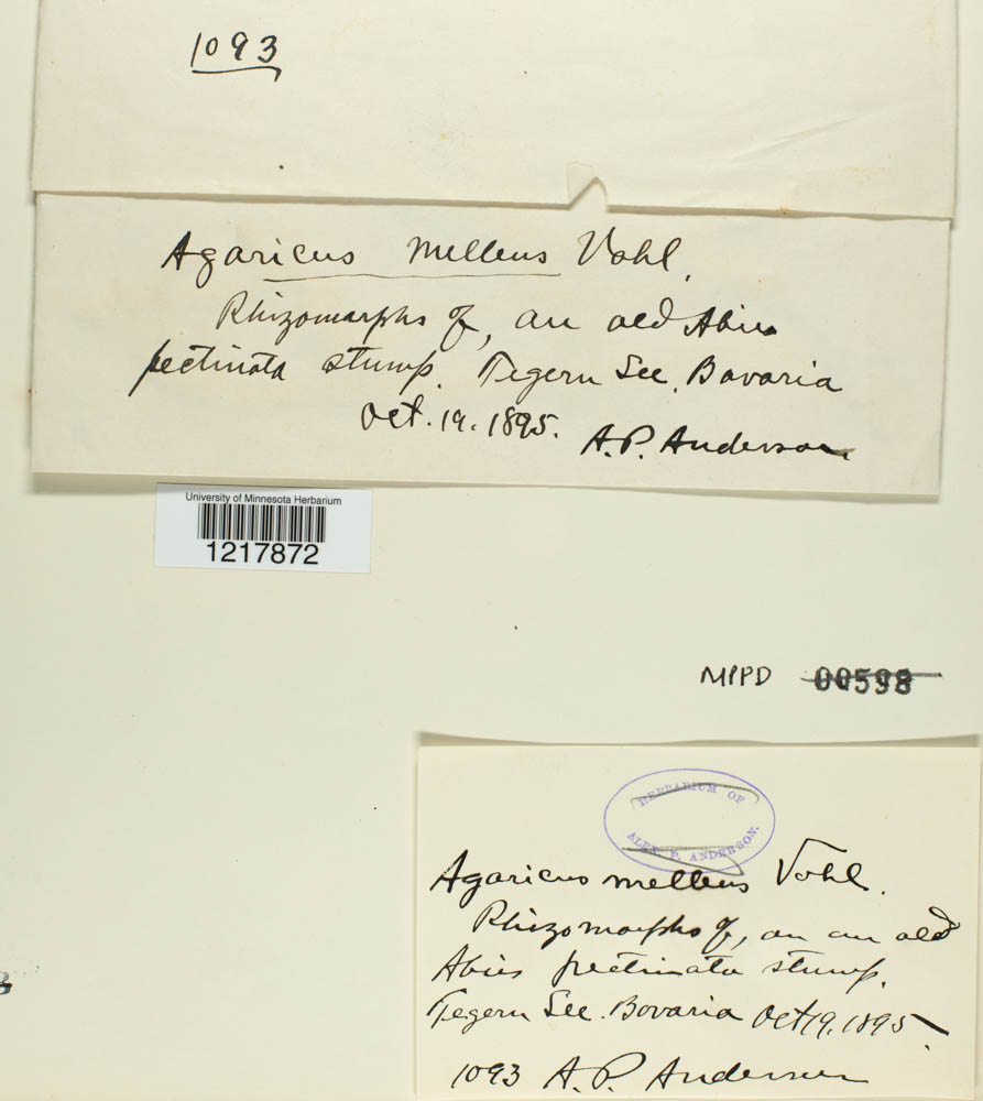 Agaricus melleus image