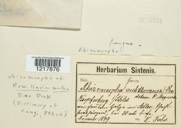 Armillaria mellea image