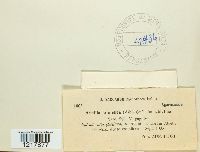 Armillaria mellea image