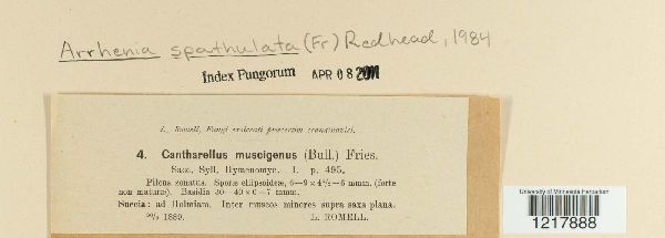 Arrhenia spathulata image