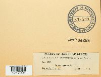 Astraeus hygrometricus image