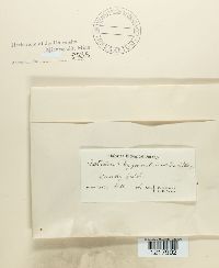 Astraeus hygrometricus image