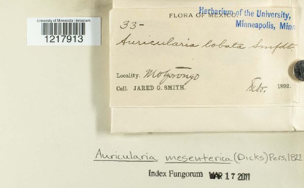 Auricularia mesenterica image