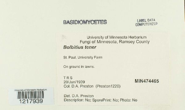 Conocybe apala image