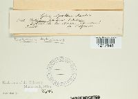 Bolbitius titubans image