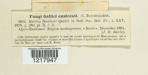 Boletus boudieri image