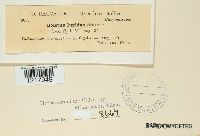 Boletus luridus image