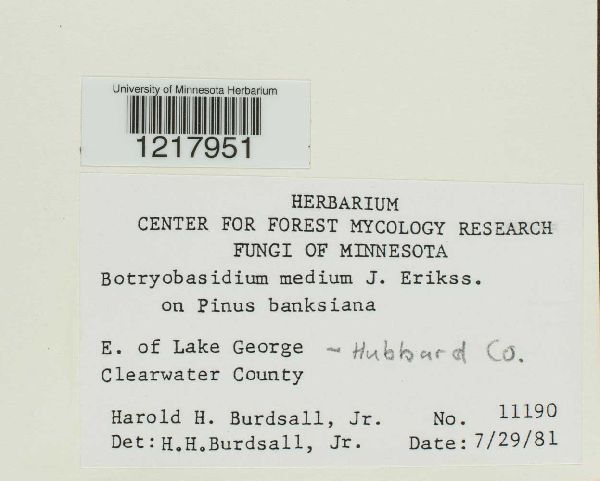 Botryobasidium medium image