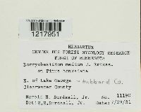 Media resource of Botryobasidium medium