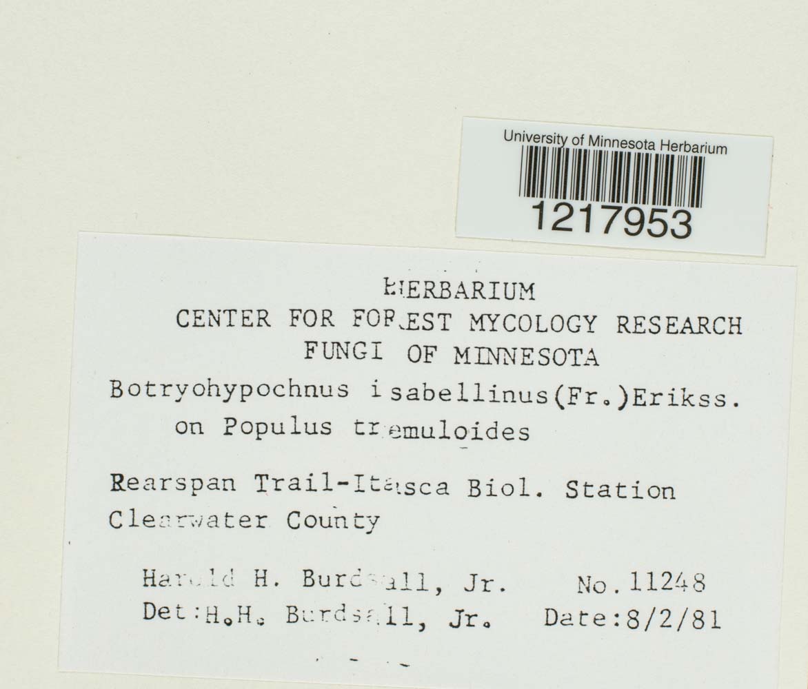 Botryohypochnus isabellinus image