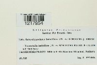 Botryohypochnus isabellinus image