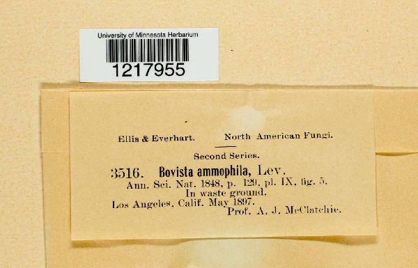 Bovista ammophila image