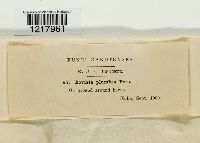 Bovista plumbea image