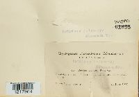 Bovista plumbea image