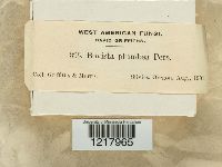 Bovista plumbea image