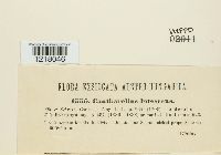 Craterellus lutescens image