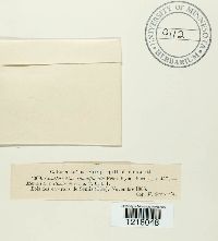 Craterellus tubaeformis image