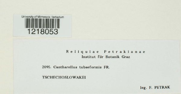 Craterellus tubaeformis image