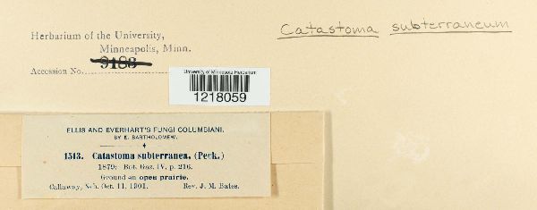 Disciseda bovista image