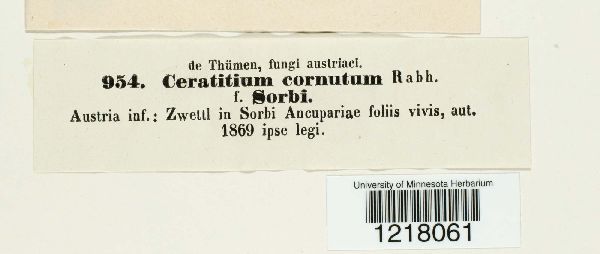 Ceratitium cornutum image