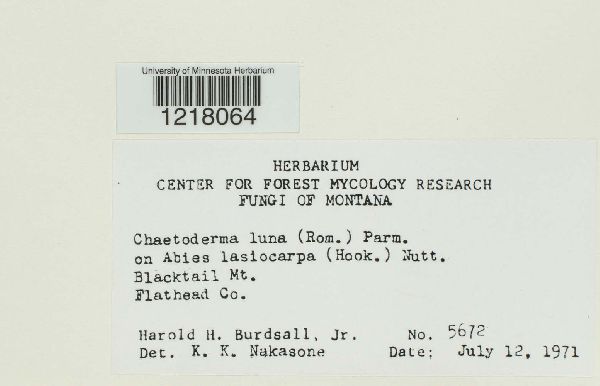 Chaetoderma luna image