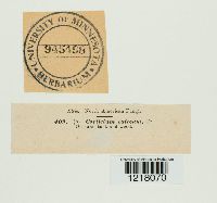 Exidiopsis calcea image
