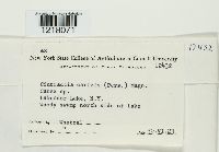 Cintractia caricis image