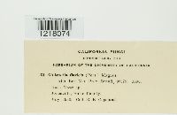 Cintractia caricis image
