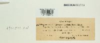 Cintractia caricis image
