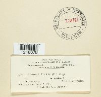 Cintractia caricis image