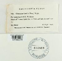 Cintractia caricis image