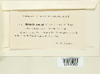 Ustilago crus-galli image