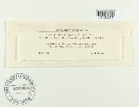 Cintractia caricis image