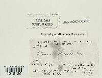 Media resource of Clavaria flaccida