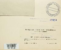 Craterellus tubaeformis image