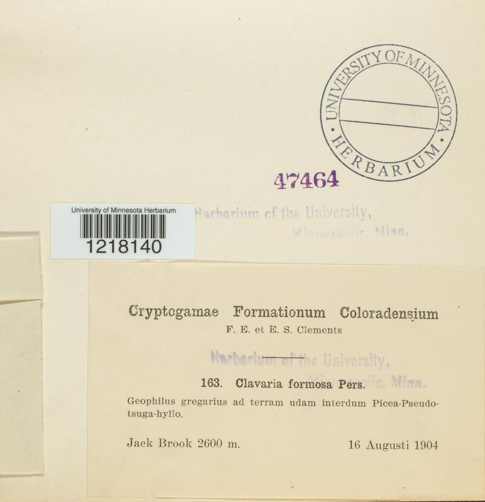 Ramaria formosa image