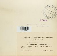 Clavariadelphus ligula image