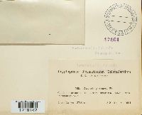 Alloclavaria purpurea image