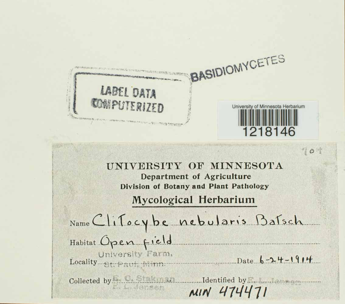 Clitocybe nebularis image