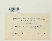 Clitocybe infundibuliformis image