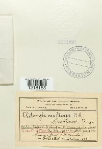 Clitocybe multiceps image