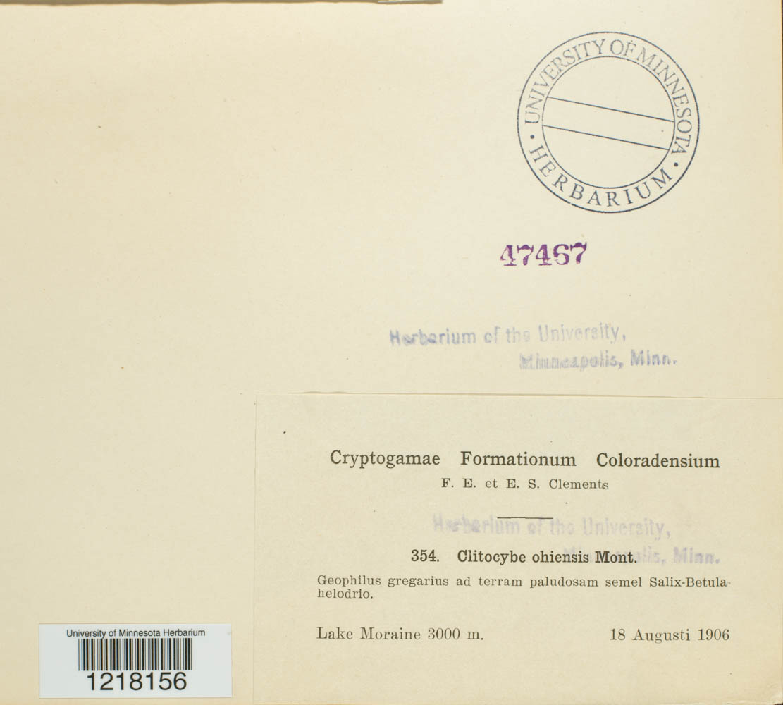 Laccaria ohiensis image