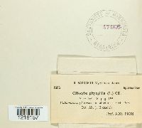 Clitocybe phyllophila image