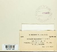 Clitocybe squamulosa image