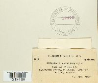 Clitopilus prunulus image