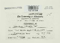 Media resource of Collybia radicata