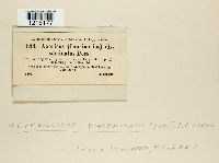 Coprinellus disseminatus image